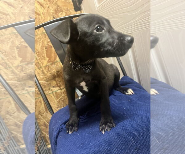 Medium Photo #15 Labrador Retriever-Unknown Mix Puppy For Sale in Holly Springs, NC, USA