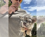 Small #1 French Bulldog