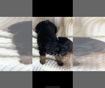 Small #1 Dachshund