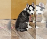 Small Photo #3 Siberian Husky Puppy For Sale in WINTER HAVEN, FL, USA