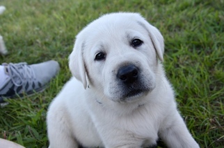 Labrador Retriever Puppy for sale in LAWTON, OK, USA