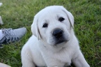 Small Photo #1 Labrador Retriever Puppy For Sale in LAWTON, OK, USA