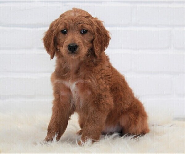 Medium Photo #2 Goldendoodle Puppy For Sale in APPLE CREEK, OH, USA