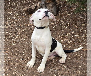 American Staffordshire Terrier Dogs for adoption in Albuquerque, NM, USA