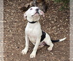 Small American Staffordshire Terrier