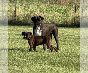 Boxer Puppy for Sale in COXS CREEK, Kentucky USA