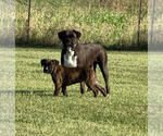 Small Boxer
