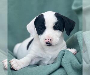 Labrador Retriever-Unknown Mix Dogs for adoption in San Diego, CA, USA