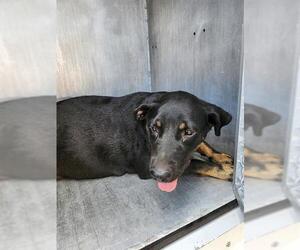 Labrador Retriever-Unknown Mix Dogs for adoption in San Antonio, TX, USA