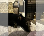 Small #2 Border Collie Mix