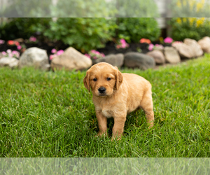 Golden Retriever Puppy for Sale in WOLCOTTVILLE, Indiana USA