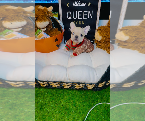Medium Photo #2 French Bulldog Puppy For Sale in ATHENS, GA, USA