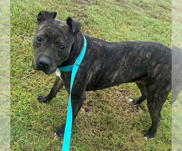 Medium Photo #2 American Pit Bull Terrier-Unknown Mix Puppy For Sale in Oakhurst, NJ, USA