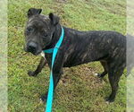 Small #1 American Pit Bull Terrier Mix
