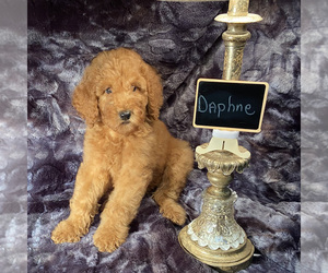 Medium Goldendoodle