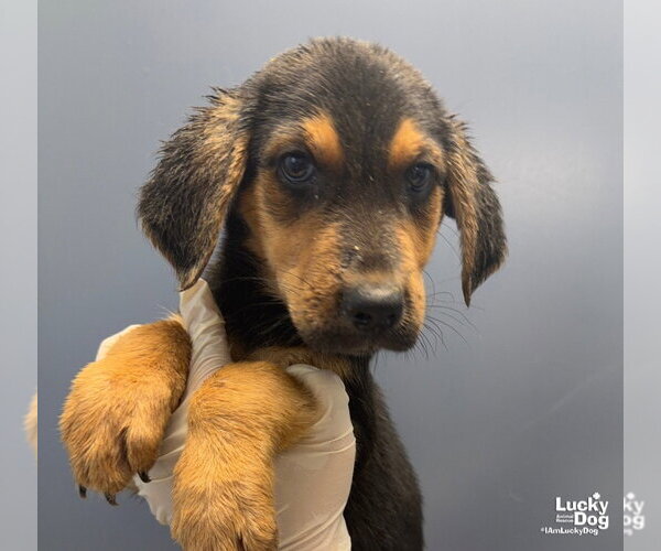 Medium Photo #1 Mutt Puppy For Sale in Washington, DC, USA