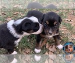 Small Photo #3 Miniature Australian Shepherd Puppy For Sale in GRANBURY, TX, USA