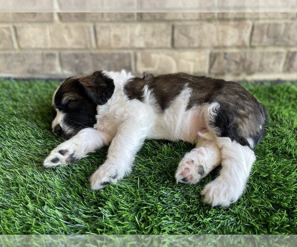 Medium Photo #2 Saint Berdoodle Puppy For Sale in ELK RIVER, MN, USA