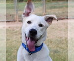 Small #3 Labrador Retriever Mix