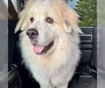 Small #6 Great Pyrenees