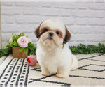 Small #1 Shih Tzu