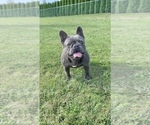 Small Photo #1 French Bulldog Puppy For Sale in LYNNWOOD, WA, USA
