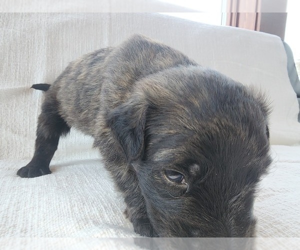 Medium Photo #8 Bouvier Des Flandres Puppy For Sale in BERWICK, ME, USA