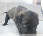 Small Photo #8 Bouvier Des Flandres Puppy For Sale in BERWICK, ME, USA