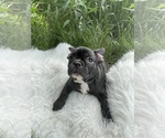 Small Photo #61 French Bulldog Puppy For Sale in NEWARK, NJ, USA
