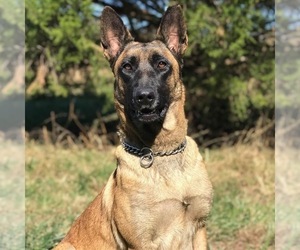 Mother of the Belgian Malinois puppies born on 09/11/2022