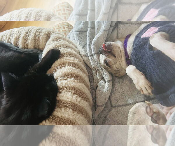 Medium Photo #13 Jack Chi Puppy For Sale in Princeton, MN, USA