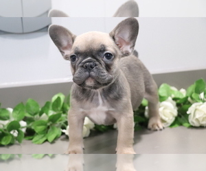 French Bulldog Puppy for sale in SHILOH, OH, USA