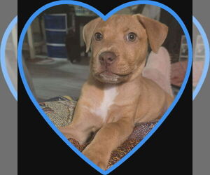 American Staffordshire Terrier-Unknown Mix Dogs for adoption in Holly Springs, NC, USA