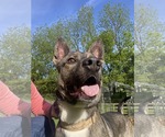 Small #1 Boxer Mix