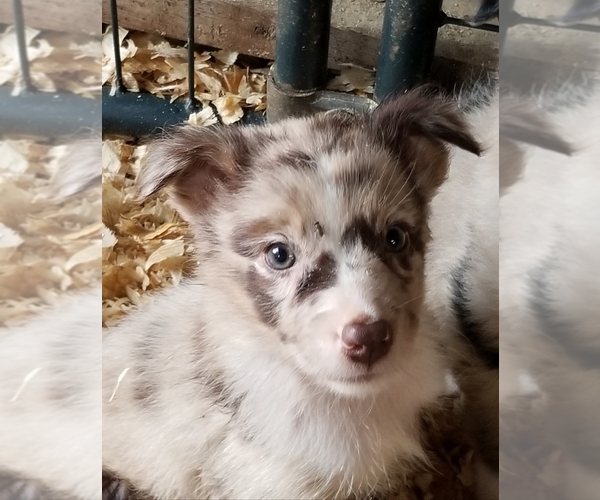 Medium Photo #5 Australian Shepherd Puppy For Sale in GARLAND, NC, USA