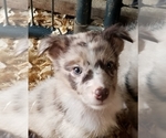 Small Photo #5 Australian Shepherd Puppy For Sale in GARLAND, NC, USA