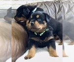 Small #21 Rottweiler