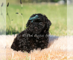 Small #3 Poodle (Toy)