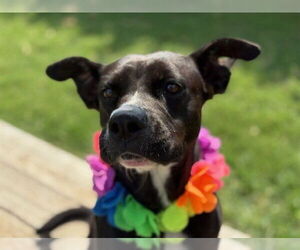 American Pit Bull Terrier-Unknown Mix Dogs for adoption in Tulsa, OK, USA