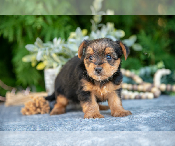 Medium Photo #2 Yorkshire Terrier Puppy For Sale in KIRKWOOD, PA, USA