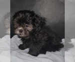Small #2 Shih Tzu