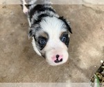 Small Photo #3 Miniature Australian Shepherd Puppy For Sale in PURDY, MO, USA