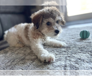 Poodle (Miniature) Puppy for sale in MIDDLETOWN, OH, USA