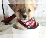 Small Photo #2 Aussie-Corgi Puppy For Sale in STAFFORD, VA, USA