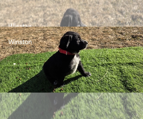 Medium Photo #1 Australian Cattle Dog-English Cream Golden Retriever Mix Puppy For Sale in NAPPANEE, IN, USA