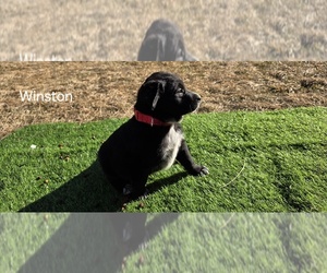 Australian Cattle Dog-English Cream Golden Retriever Mix Puppy for sale in NAPPANEE, IN, USA