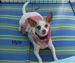 Small #1 Chihuahua Mix