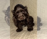 Puppy Hershey Cocker Spaniel