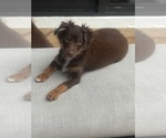 Small #7 Miniature Australian Shepherd
