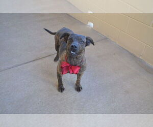 American Pit Bull Terrier-Unknown Mix Dogs for adoption in McKinney, TX, USA